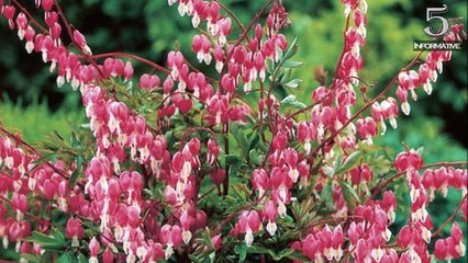 Top 5 Facts About Bleeding Heart Flower