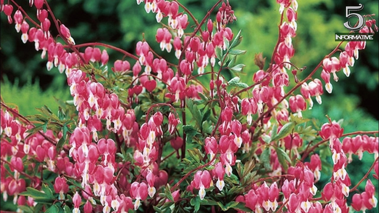 Top 5 Facts About Bleeding Heart Flower