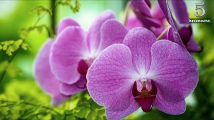 Top 5 Facts About Orchid Flower