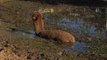 Sydney Firefighters Rescue Pet Alpaca From Mud