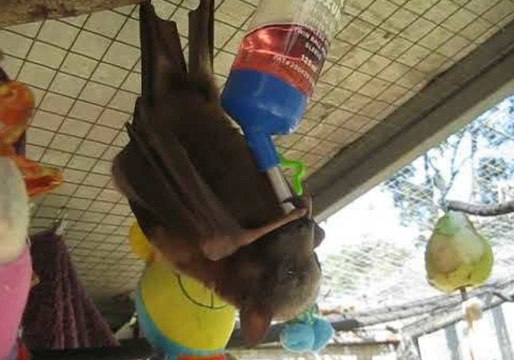 Rescued Flying Fox Enjoys Juice From a Dripper Bottle