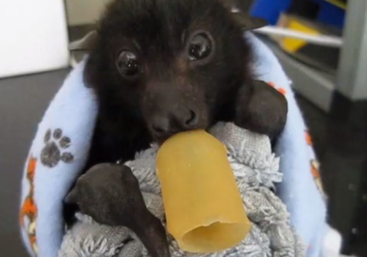 Orphaned Baby Bat Gets Comfort From His Pacifier - video Dailymotion