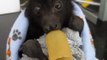 Orphaned Baby Bat Gets Comfort From His Pacifier