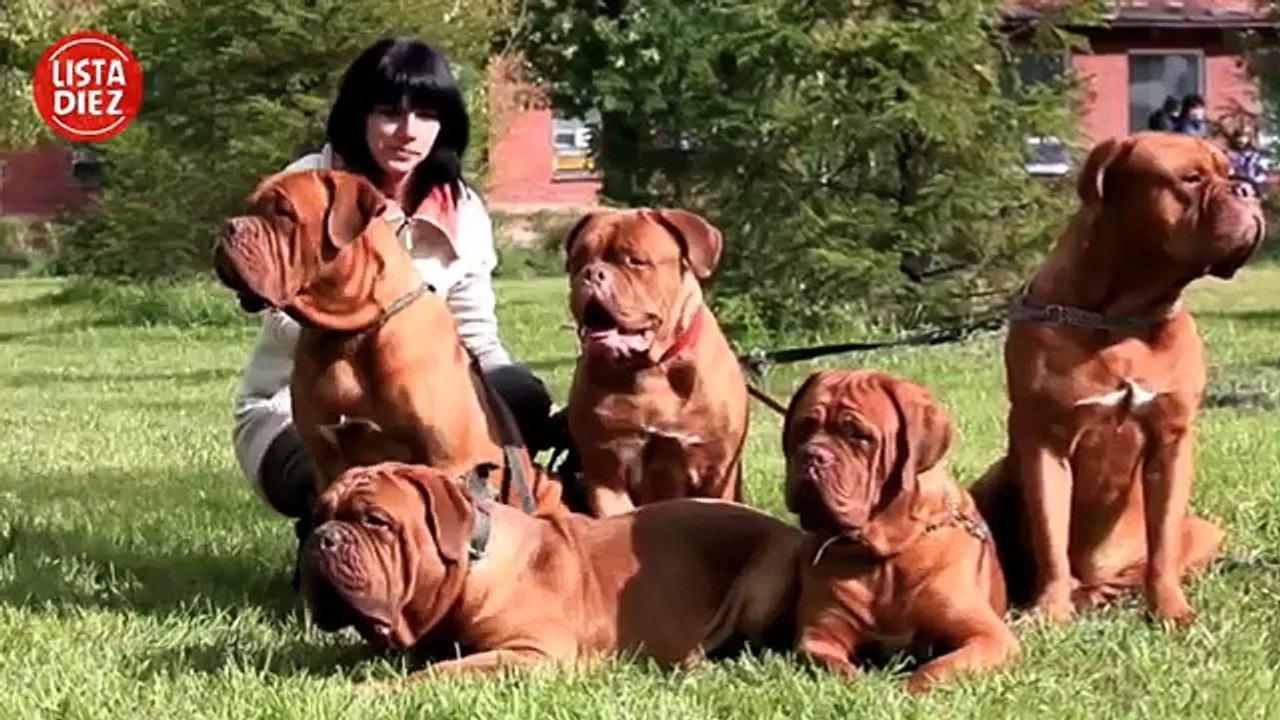 10 Razas De Perros Más Grandes Del Mundo
