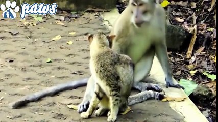Cat Fights Off 5 Monkeys!!!