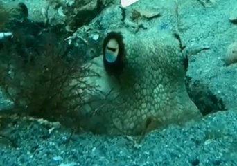Googly-Eyed Octopus Plays Peekaboo With Diver