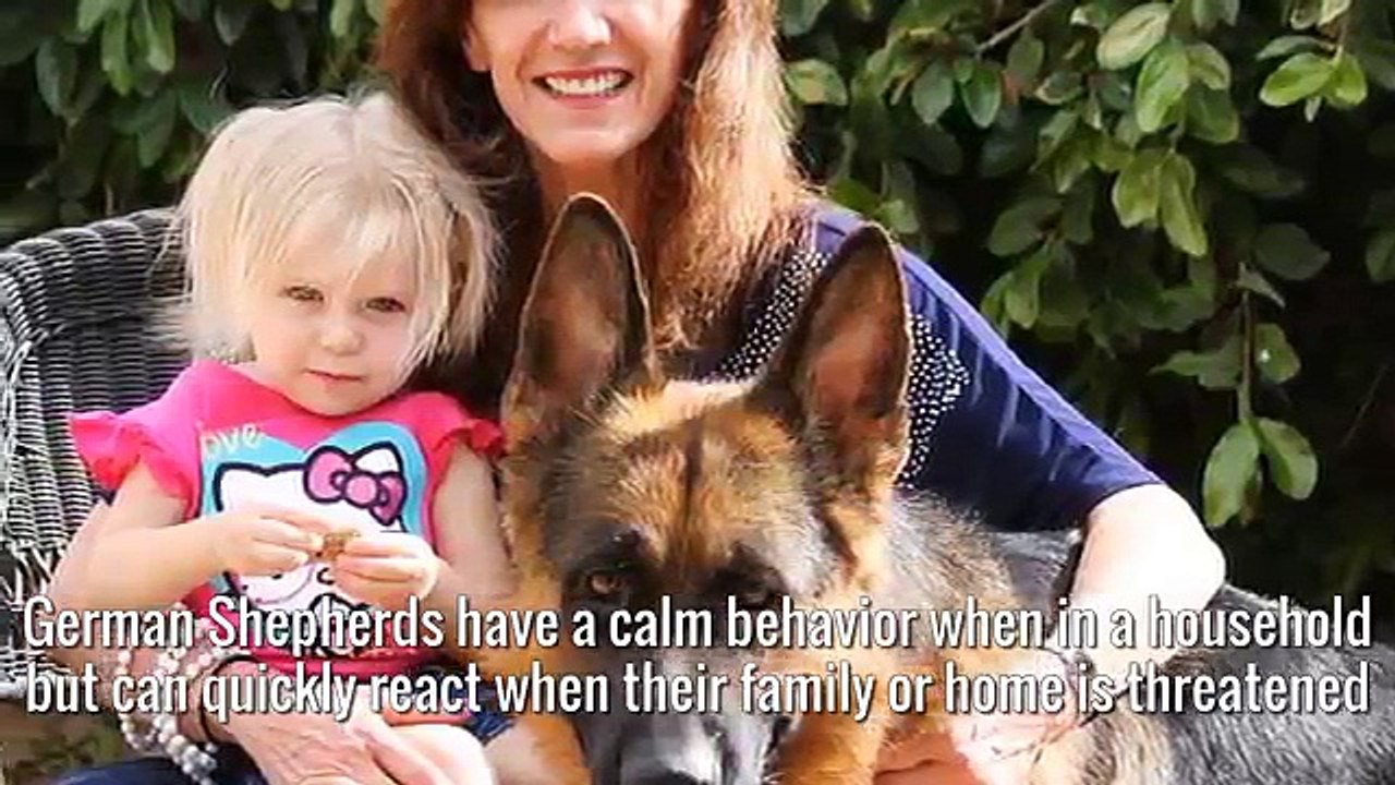 10 Best Guard Dog Breeds In The World 2018