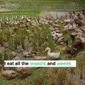 They eat all the weeds and insects - but leave the rice alone