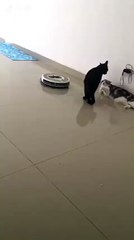 Un chat dérangé par un Roomba
