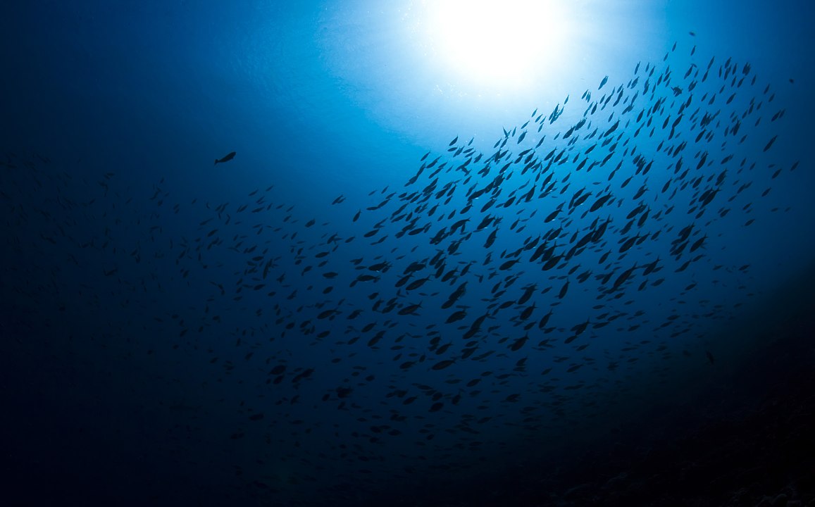 Océan de plastique