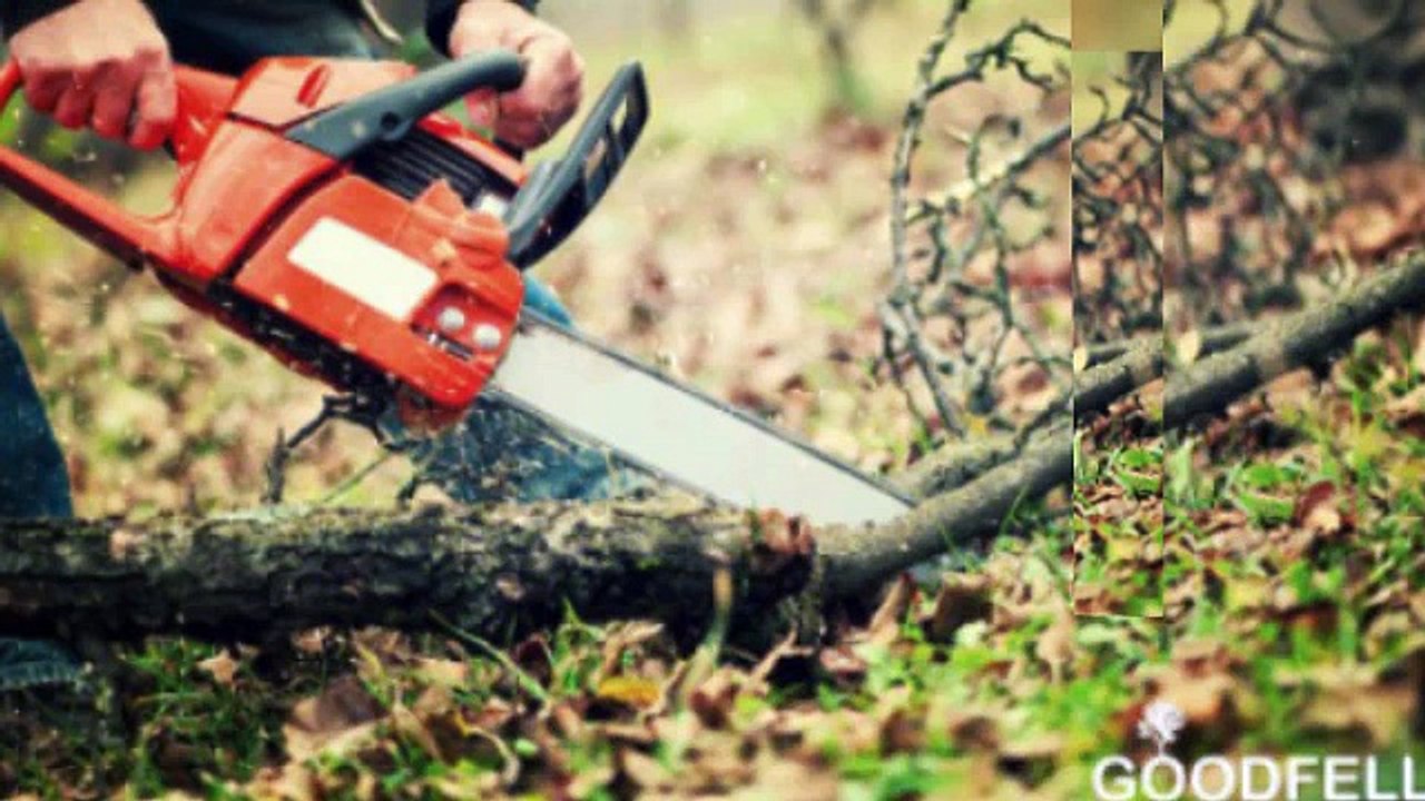 Tree Surgeon