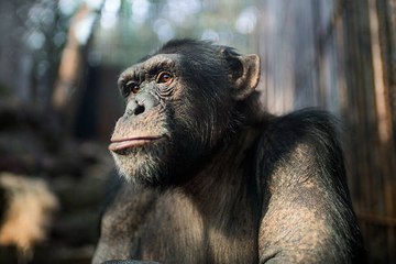 Sauvés d'un laboratoire, ces singes vont vous faire fondre !