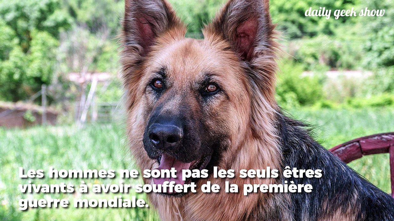 Une plaque commémorative en hommage aux animaux tués pendant la Première Guerre mondiale