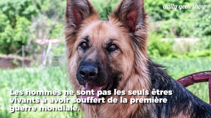 Une plaque commémorative en hommage aux animaux tués pendant la Première Guerre mondiale