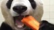 Ce panda mange sa carotte et il adore ça