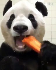 Ce panda mange sa carotte et il adore ça