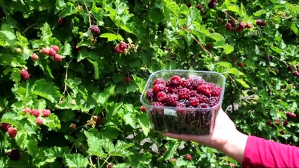 Osmaniye'de erkenci böğürtlen hasadı başladı