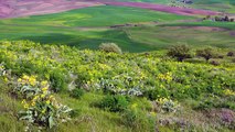 4K (Ultra HD) Yellow Flowers - Spring Flowers at Steptoe Butte State Park