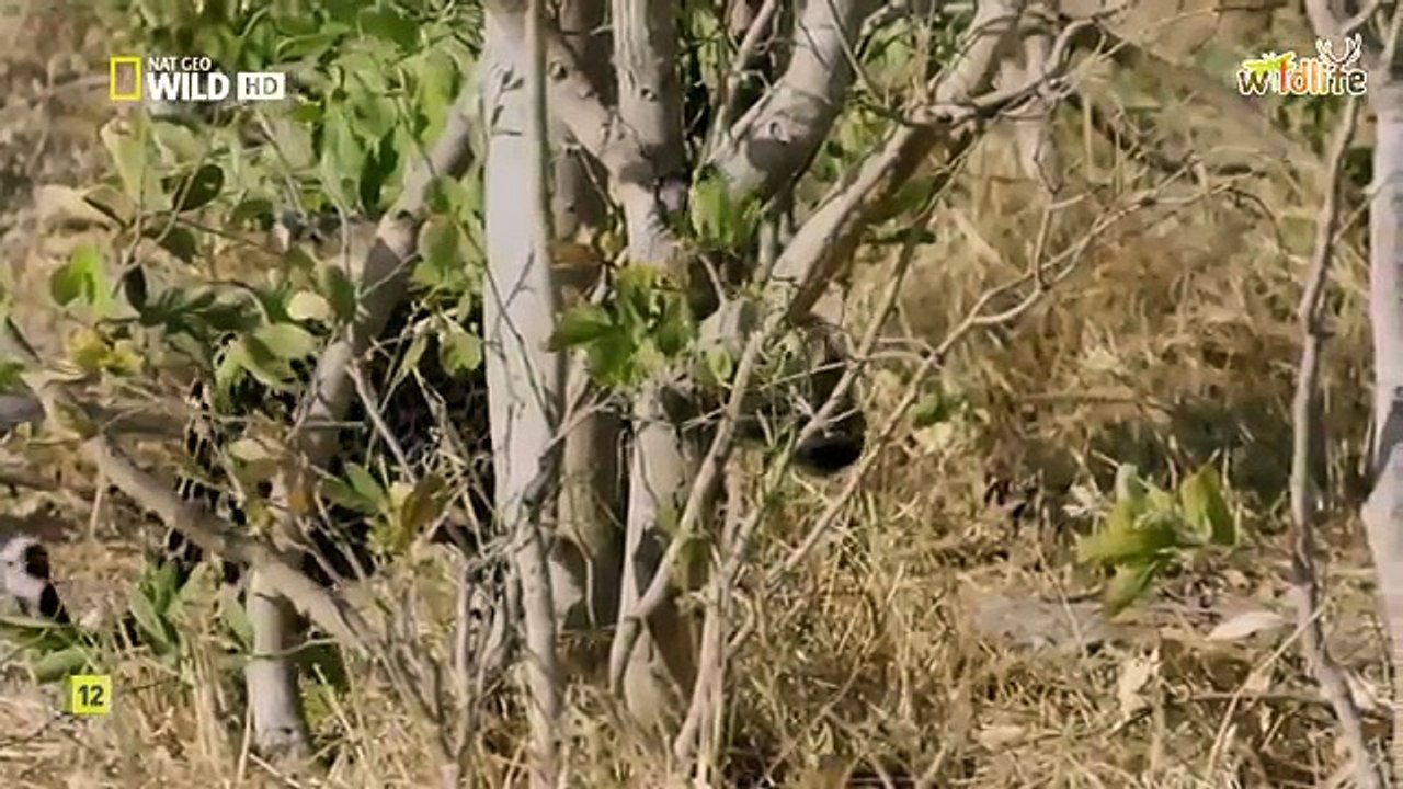 AFRICAS DEADLIEST - Season 4 Episode 3 || STEAL Or DIE - HD 720p.