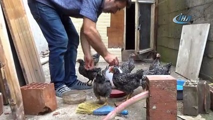 Bu tavuklar sahibinin komutlarıyla hareket ediyor