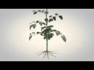 Next Media: The Tomtato - Single plant produces both tomatoes and potatoes