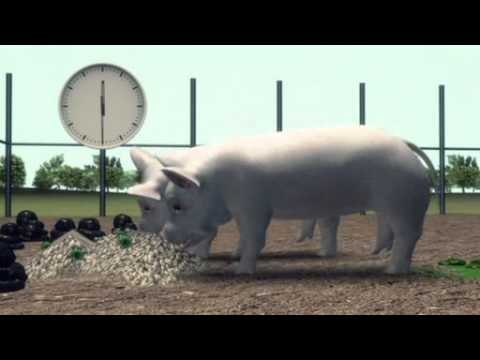 Swine virus could spread in strong Oklahoma winds