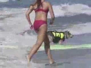 Dog surfers battle it out on California waves