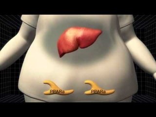 Fatty liver starves brain of an essential protein, leading to dementia