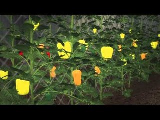 Download Video: Next Media: Canadian scientists use bees to deliver pesticides