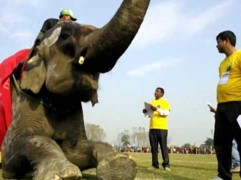 AFP: Elephants compete for top prizes at Nepal festival