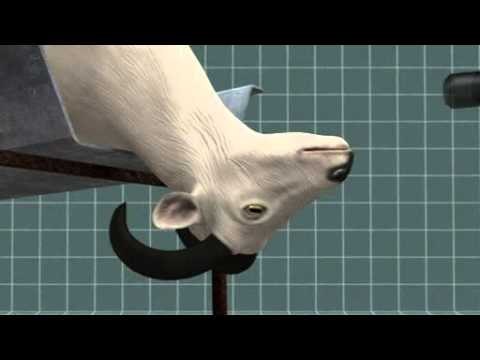 Halal ban stirs calls to cut Danish meat imports