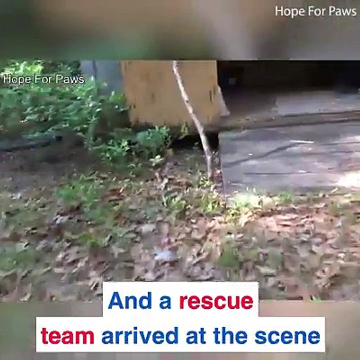 They saved a kitten from dying in a well!Credit: Hope For Paws