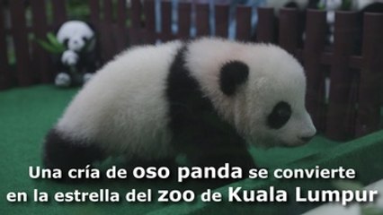 Una cría de oso panda se convierte en la estrella del zoo de Kuala Lumpur