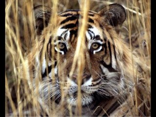 Next Media Video: Tiger on the loose! Small town near Paris on high alert