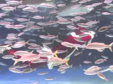 AFP Video: Early Christmas treats for Sunshine Aquarium fishes