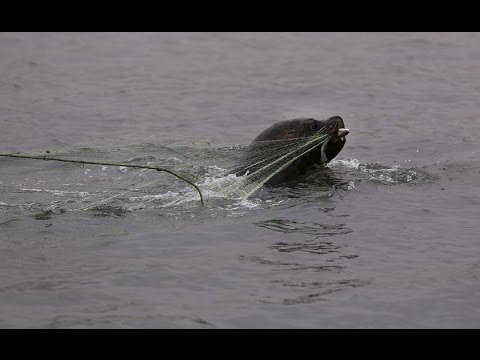 Next Media Video: Sea lions’ death in Peru might have been caused by plastic pollution