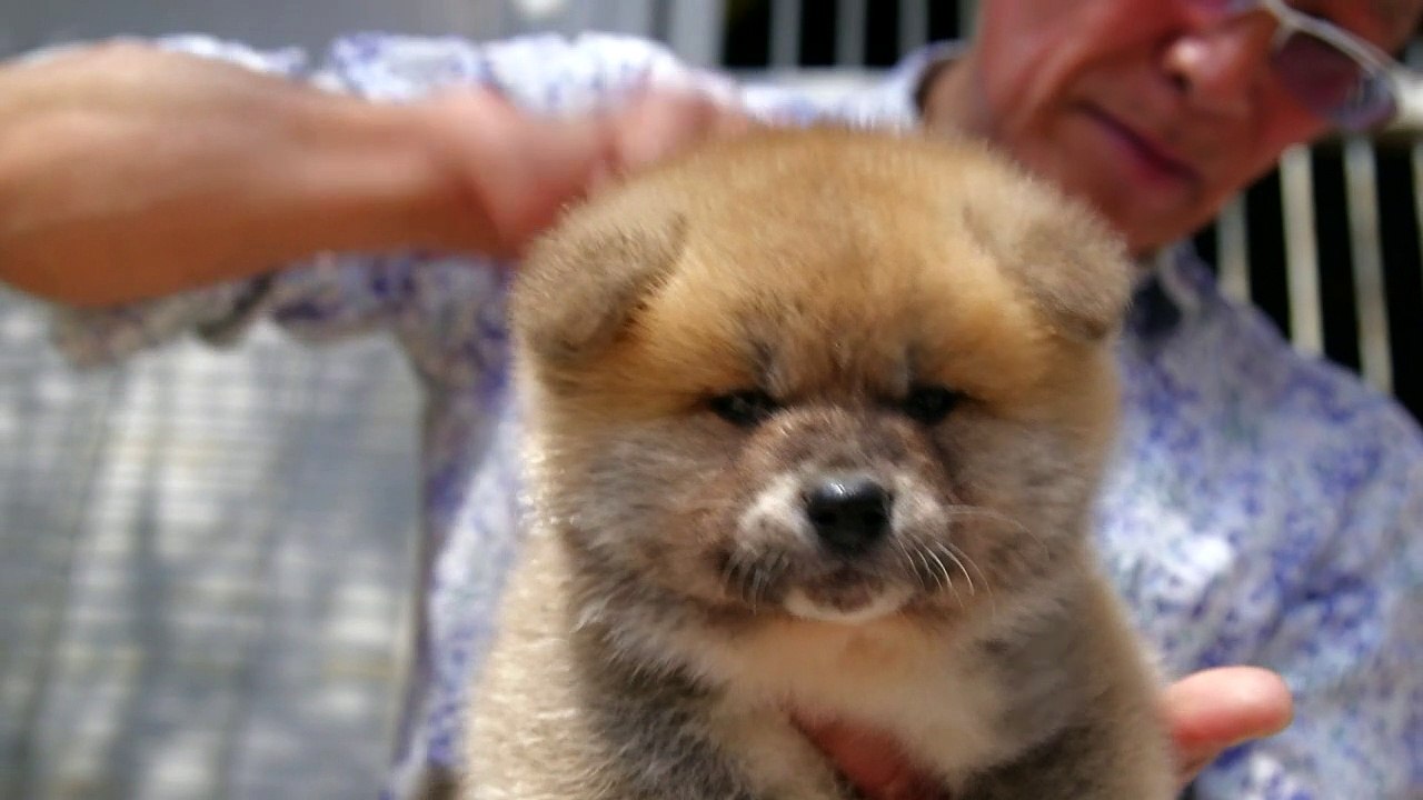 Japanische Akitas verzücken Hundeliebhaber in aller Welt