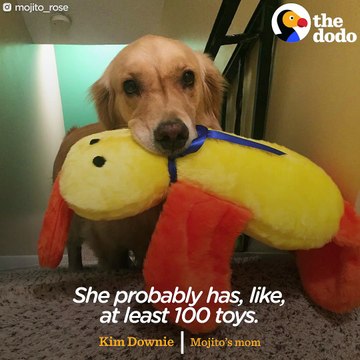 This dog is the queen of her household She has so many toys that she takes a different one up to bed with her every night, and she demands only the best snac