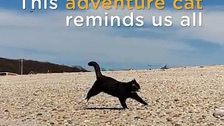 This adventure cat is living his best life — and he’s not going to let anything stop him  Burma AdventureCat captured in #SuperSlowMo #withGalaxy : Galaxy S