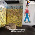 This little hedgehog comes running when his mom calls — she loves him so much she made him a tiny bedroom!