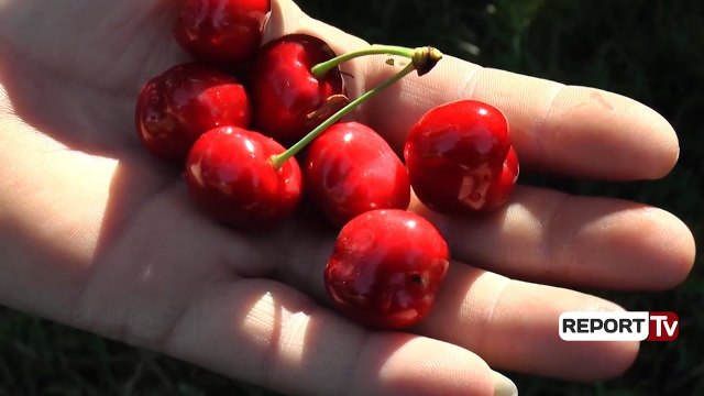 Qershitë në Dibër mbeten stok, fermerët: Nëse nuk sigurohet tregu, detyrohemi të presim pemët