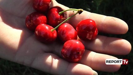 Qershitë në Dibër mbeten stok, fermerët: Nëse nuk sigurohet tregu, detyrohemi të presim pemët