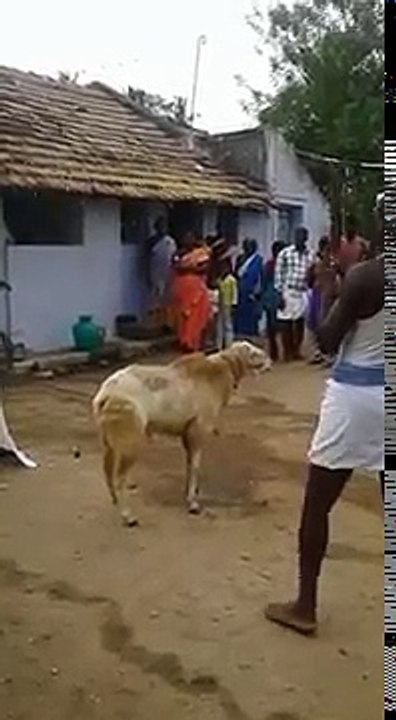 funny video