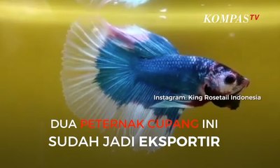 Dua Peternak Cupang Ini Sudah Jadi Eksportir
