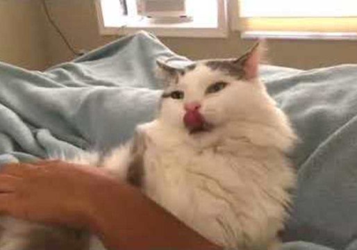 Happy Cat Gets His Back Scratched