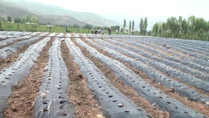 Muş'ta 200 Ton Çilek Üretimi Bekleniyor