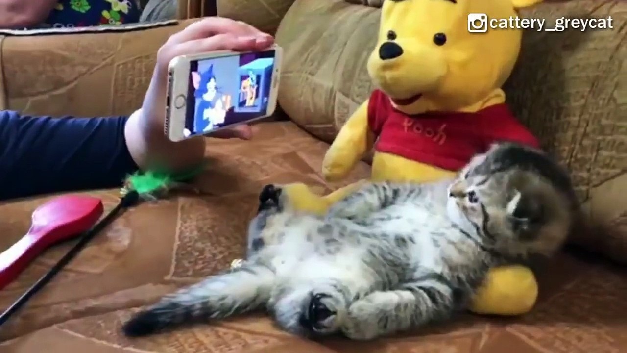 Little Kitten Watching Tom And Jerry_2