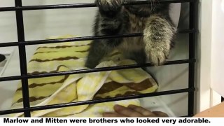 Kitten Brothers Refused To Be Seperated And When Someone Wants To Adopt One Of Them..