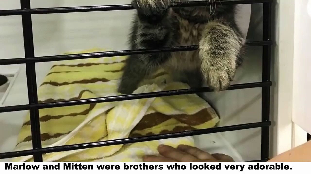 Kitten Brothers Refused To Be Seperated And Whe...