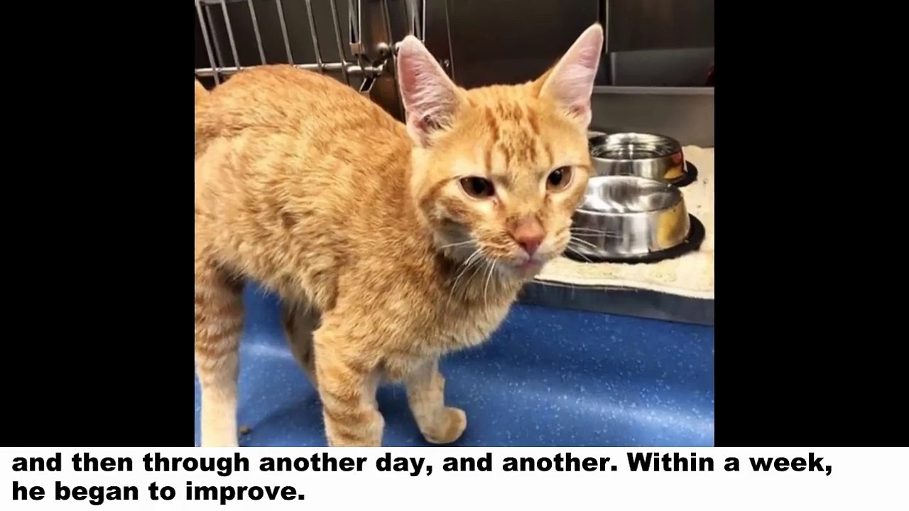 Cat Found in Backpack Nearly Dead. Now, He Can't Stop Thanking His Rescuers